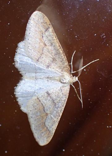 Réf. 276 829 : Agriopis marginaria